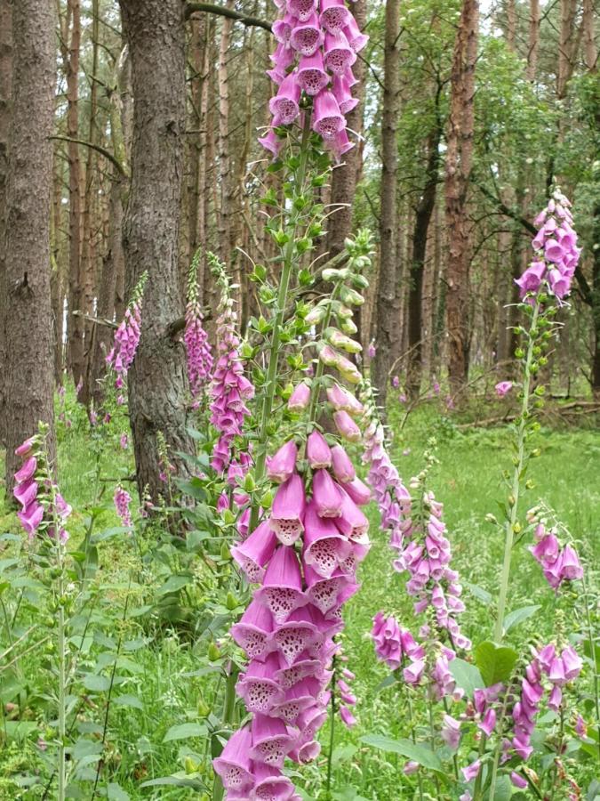 Buitenplaats Reestdal IJhorst Экстерьер фото